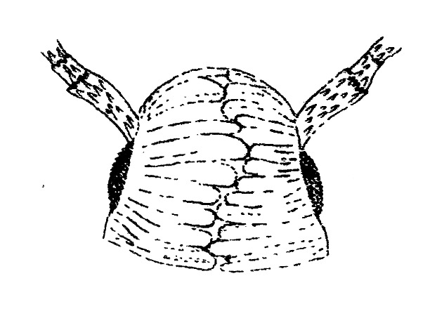 Head of Phyllocnistis spec. (Gracillariidae) from above.